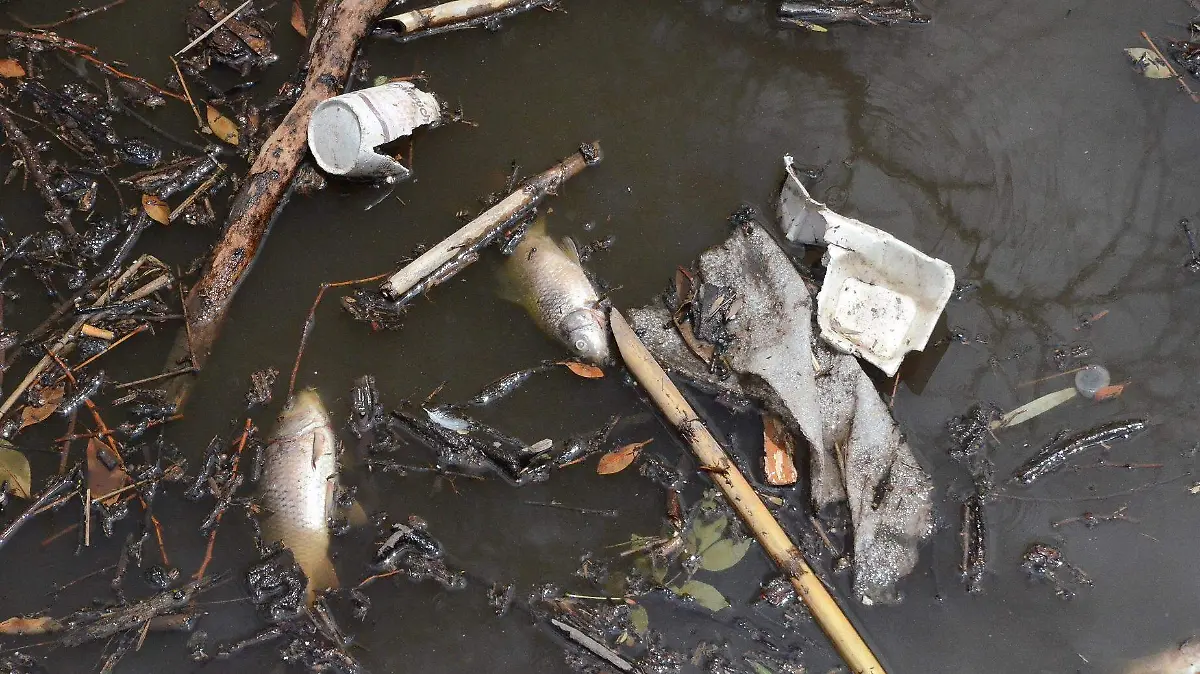 Este lunes se registró la mortandad de por lo menos 150 peces.