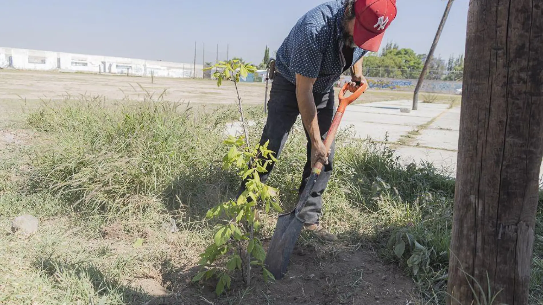 Reforestan