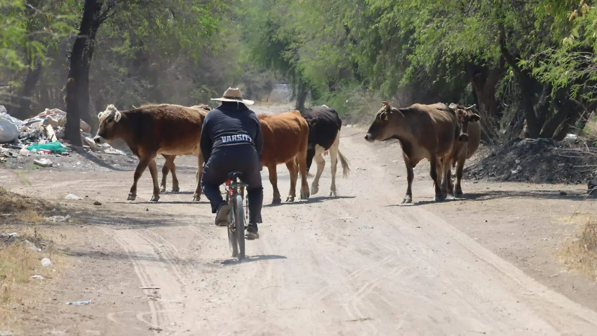 Ganaderos