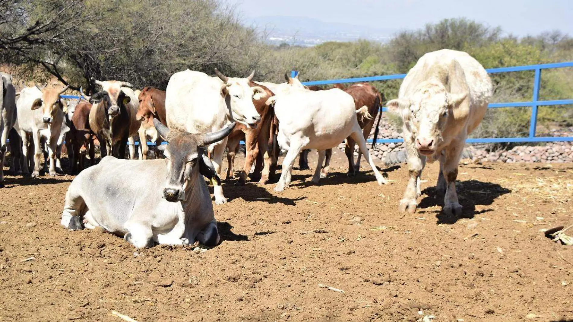 GANADEROS