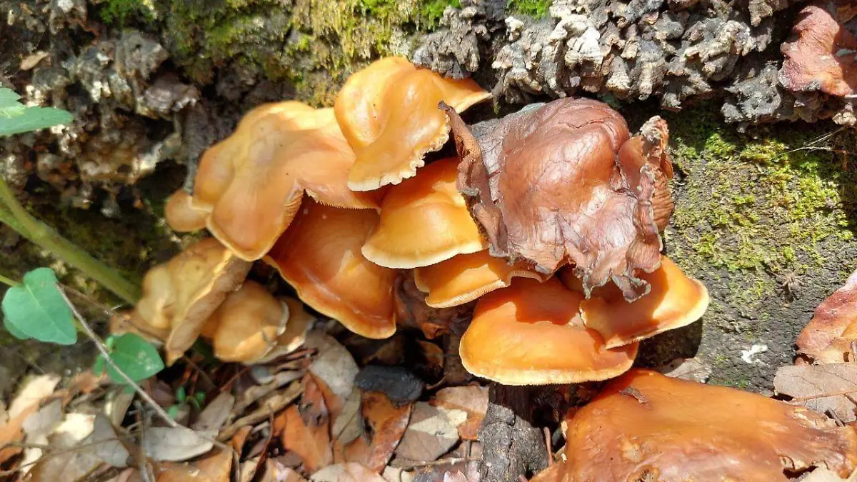 Hongos Amealco