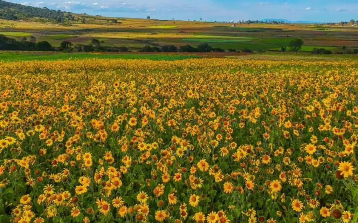 Girasol