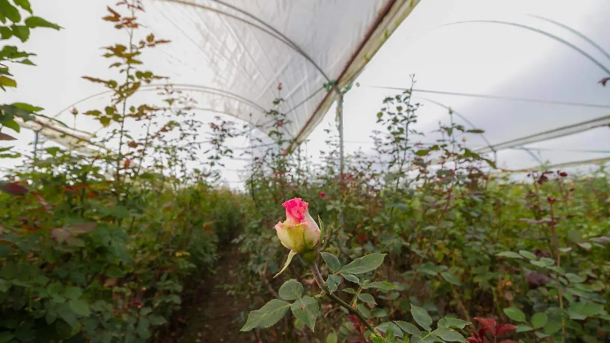Heladas y bajas temperaturas provocaron siniestros en cultivos de rosas, motivo por el cual