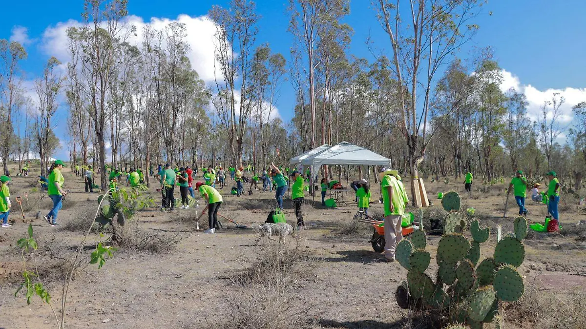 reforestación