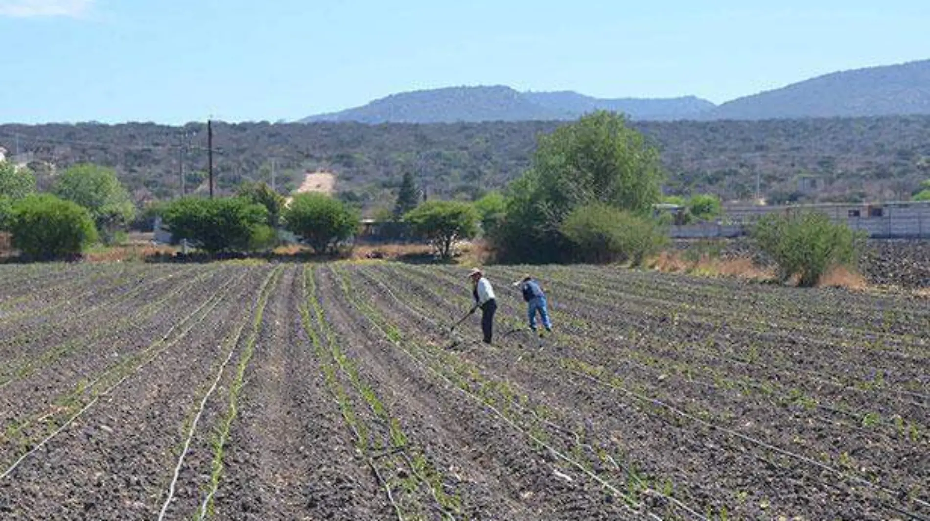 campo