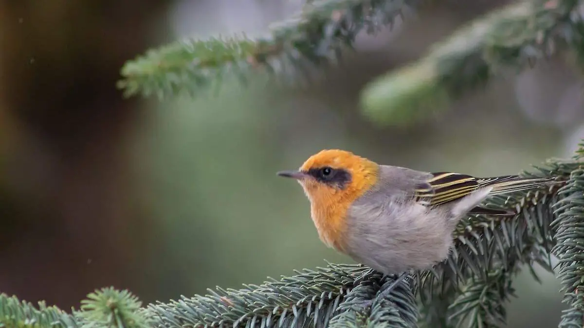 SJR Esperan participar