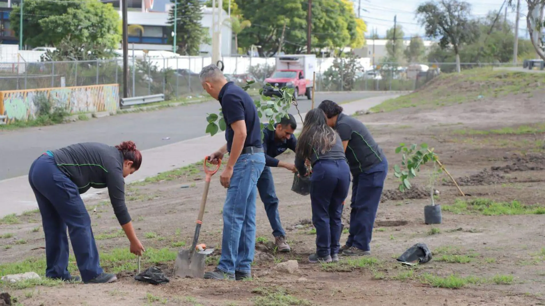 reforestación