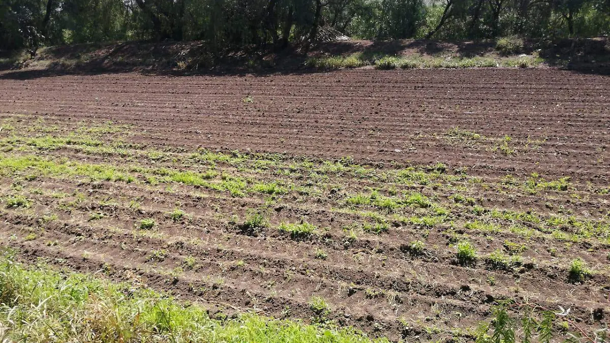 Este a_o la superficie destinada para producir frijol se redujo