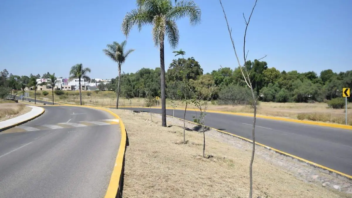 Sobrevivencia de árboles es responsabilidad de todos.  Foto Archivo  El Sol de San Juan del Río