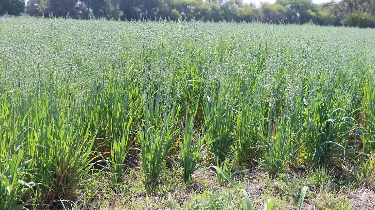 Campo-cultivos