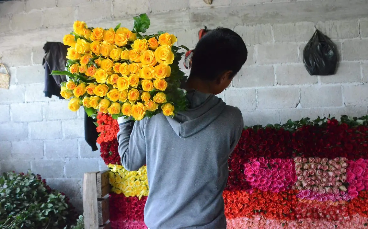 Floricultores de El Organal descartan este a_o la Feria de las Rosas.