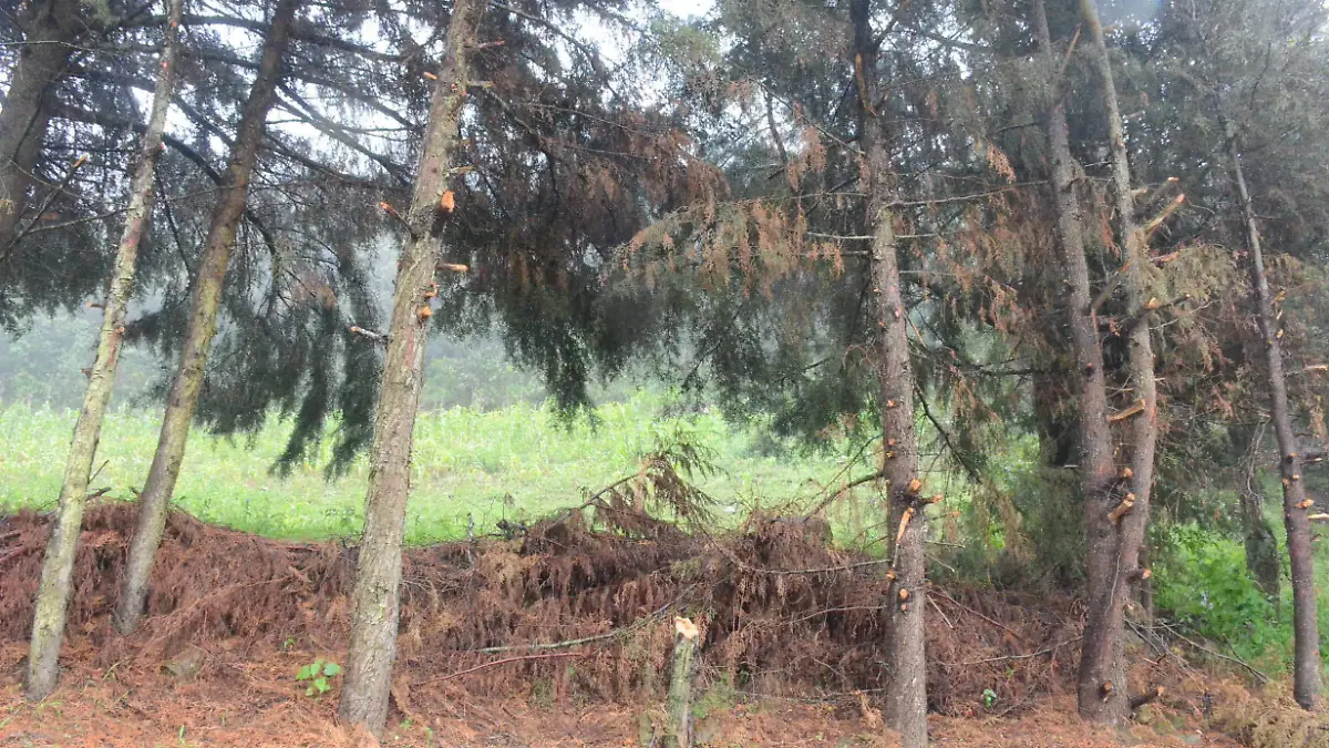 Personas de las comunidades ind_genas piden poner freno a la tala ilegal.  Luis Lu_vanos.