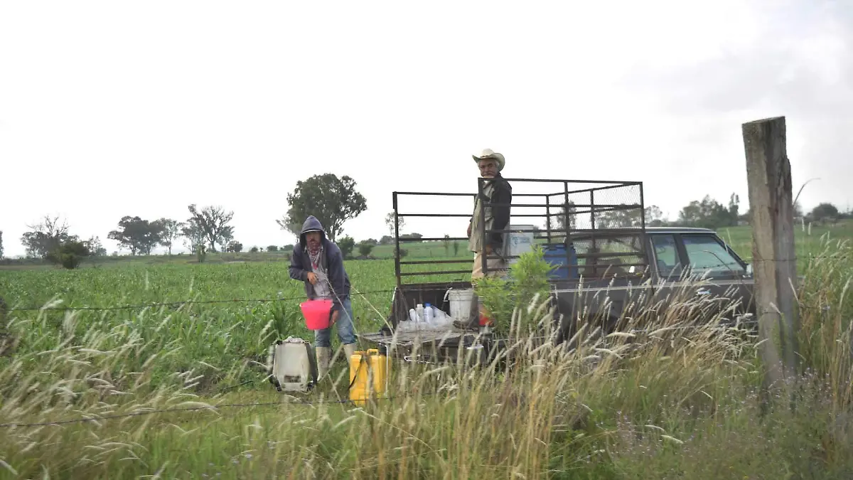Productores del campo de Tequisquiapan se han visto seriamente afectados por los