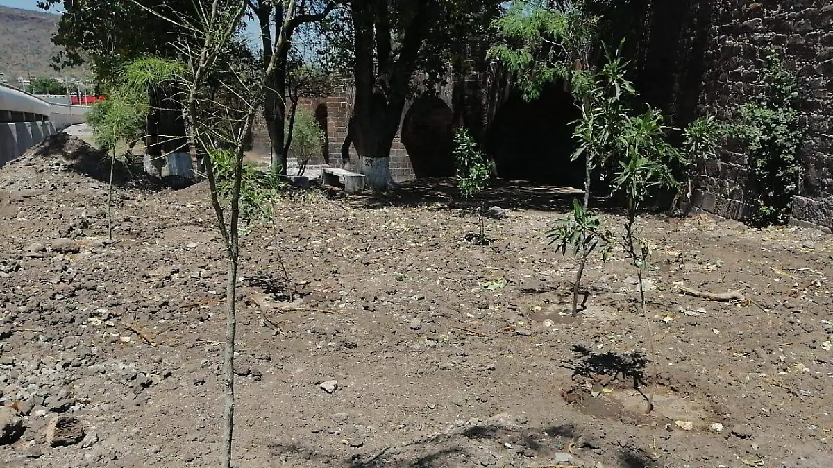 Plantaron árboles en zona del Puente de la Historia para compensar daño ecológico.  Foto Luis Luévanos  El Sol de San Juan del Río