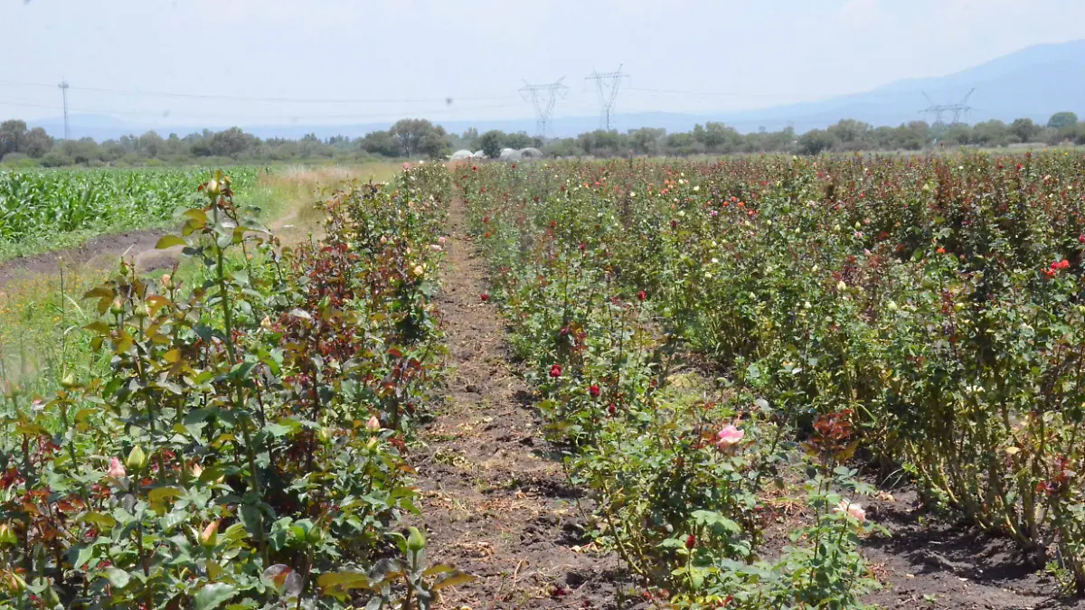 Floricultores de San Juan del Río le apuesta a siembra de polar
