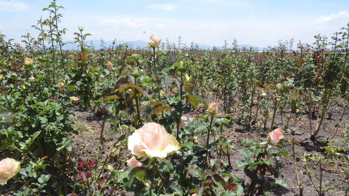 Importante producci_n han provocado las lluvias a las rosas a cielo abierto.