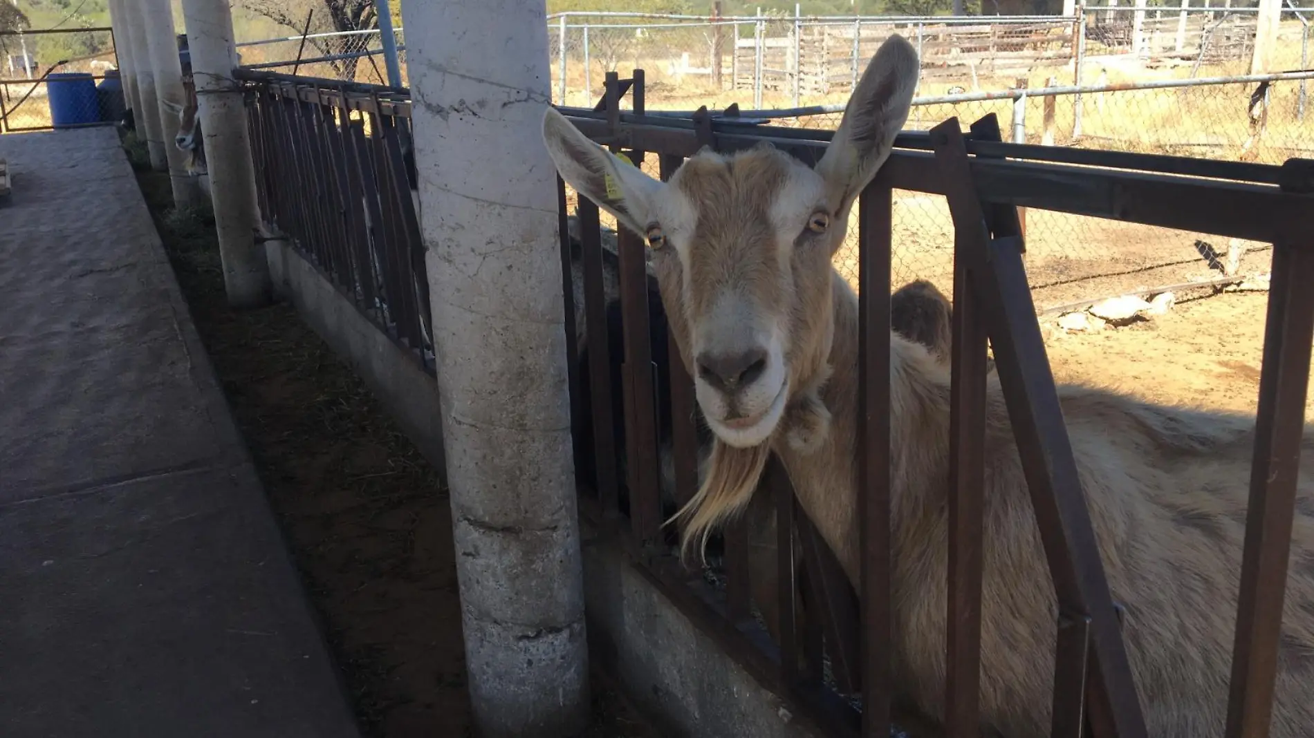 Cabrito