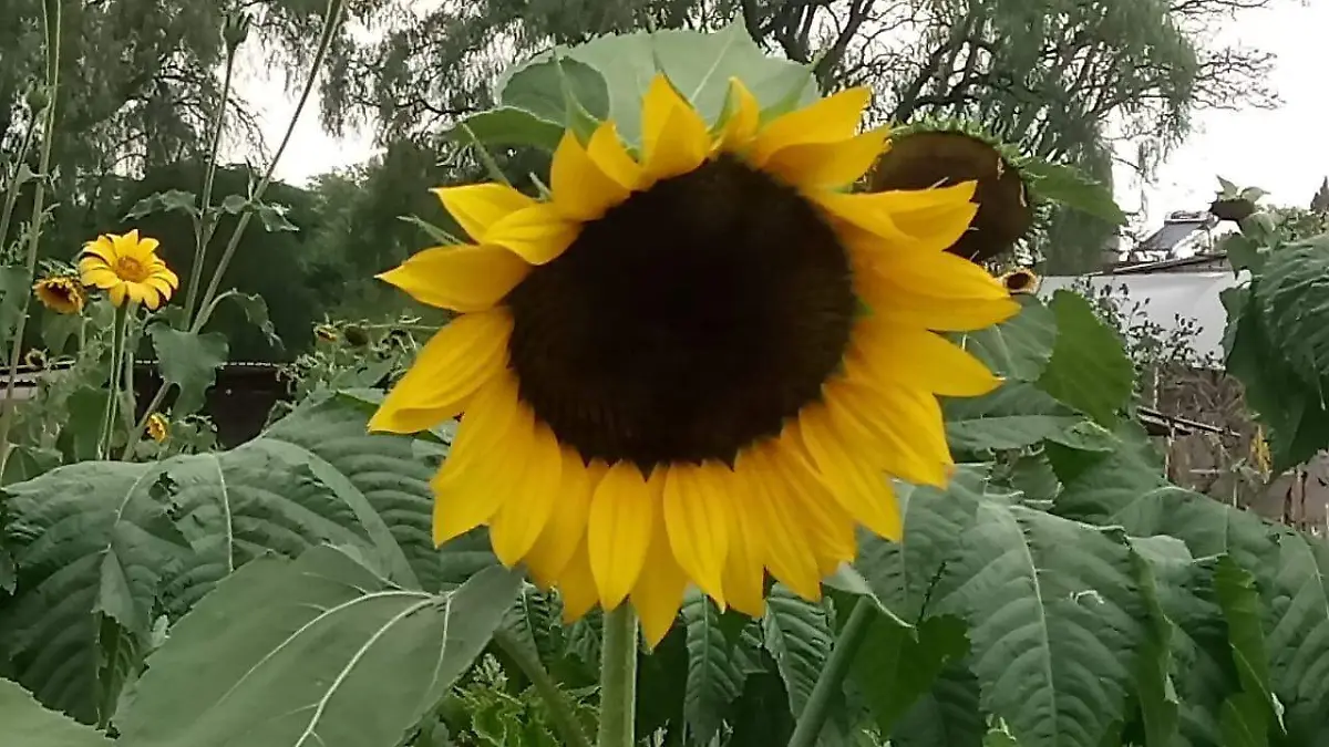 Se buscar_ impulsar en el municipio la siembra de girasoles a trav_s del primer productor de