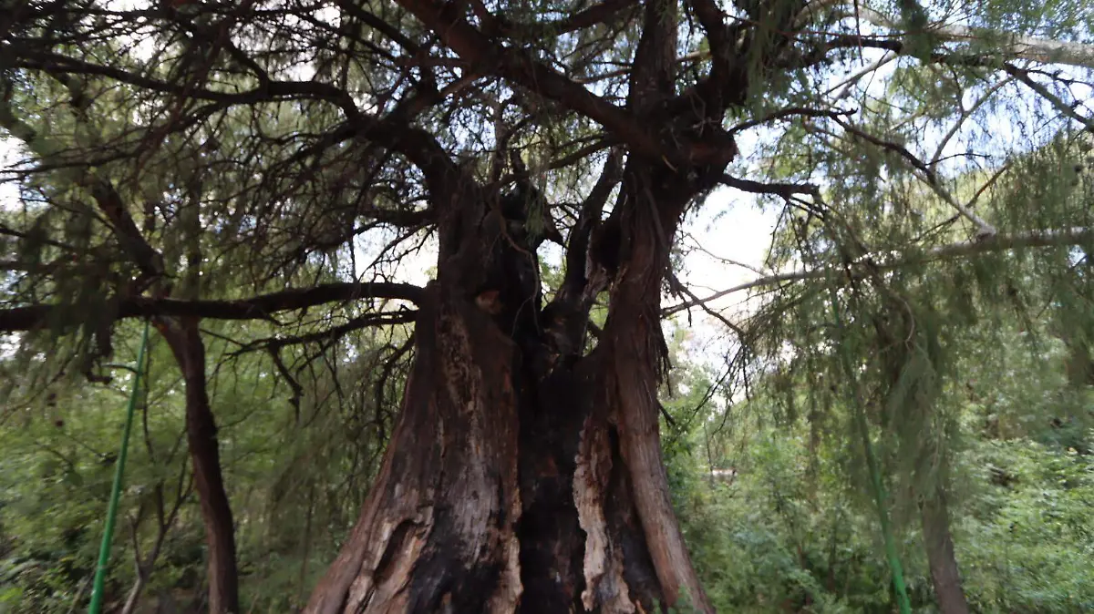 SJR EN UN ARBOL