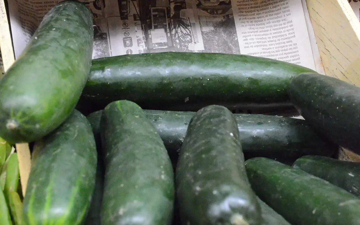 Campo de San Juan del R_o produce buen rendimiento de pepino.