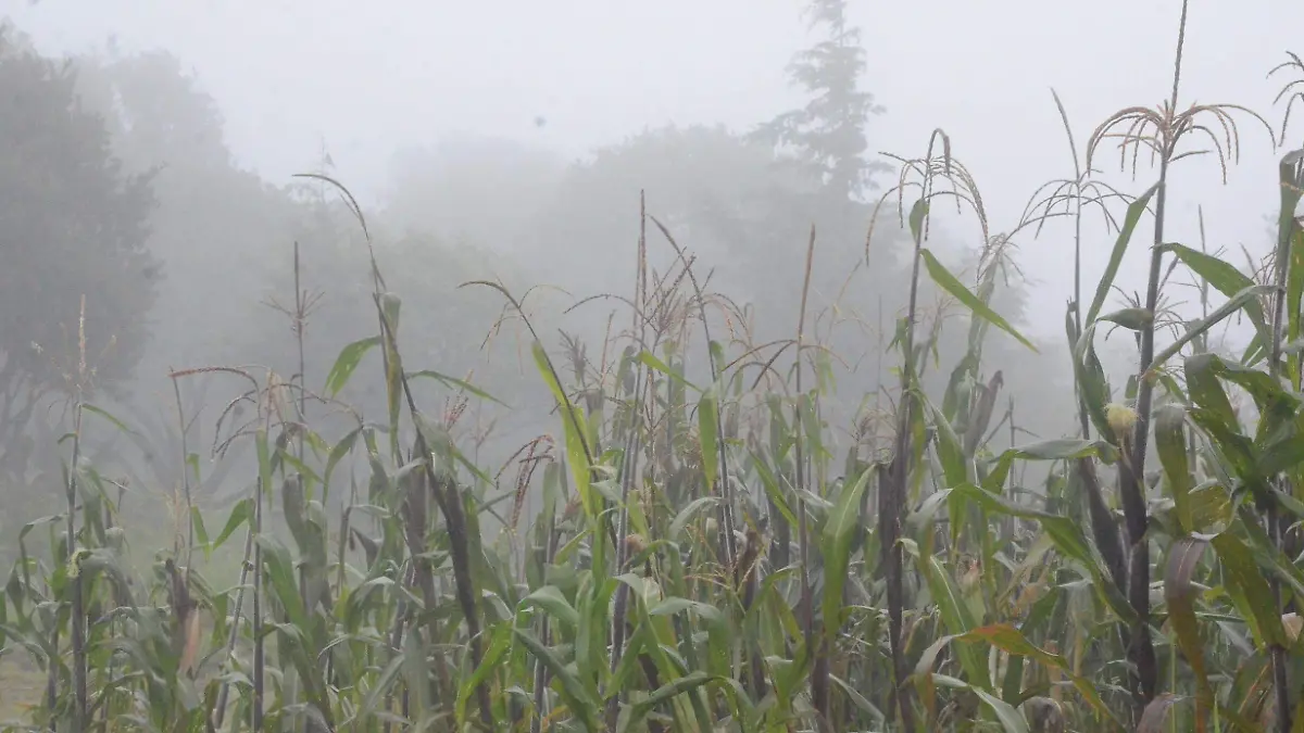 Presencia de lluvia genera optimismo en la gente del campo.  Luis Luévanos  El Sol de San Juan del Río.