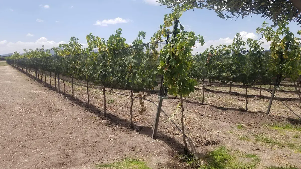 SJR Vinedos queretanos