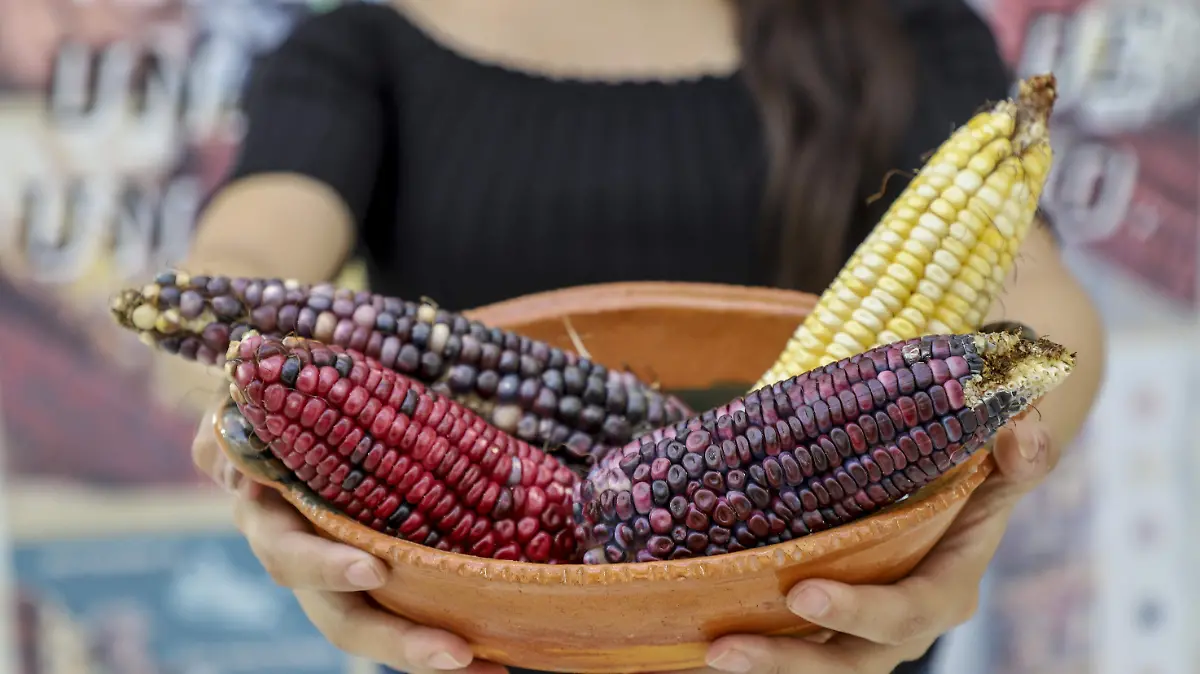 SJR Gran diversidad de granos