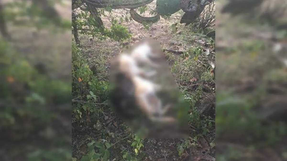 Las mascotas muertas son de diferentes tallas y las dejan bajos los matorrales.  Cortesía denunciantes.