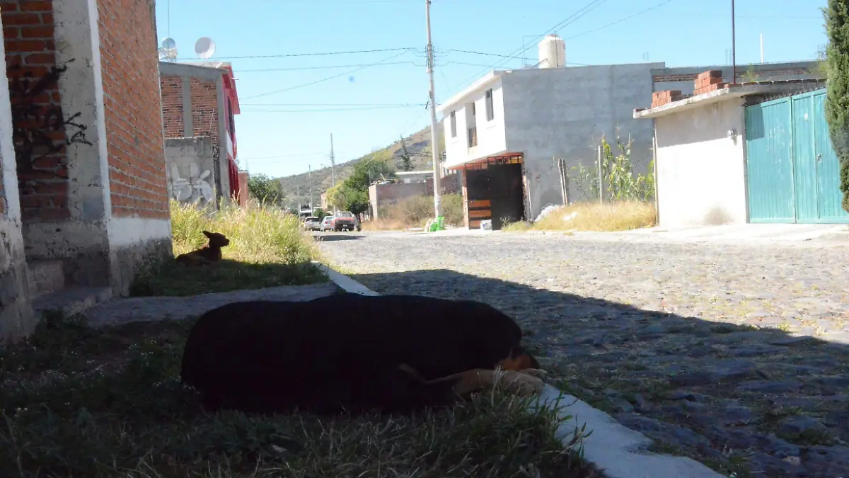 Los perros en v_a p_blica han generado temor entre los vecinos de Vista Hermosa.  Luis