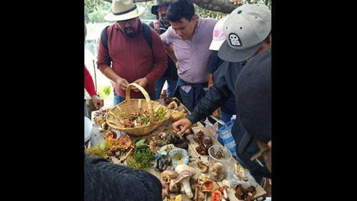 hongos
