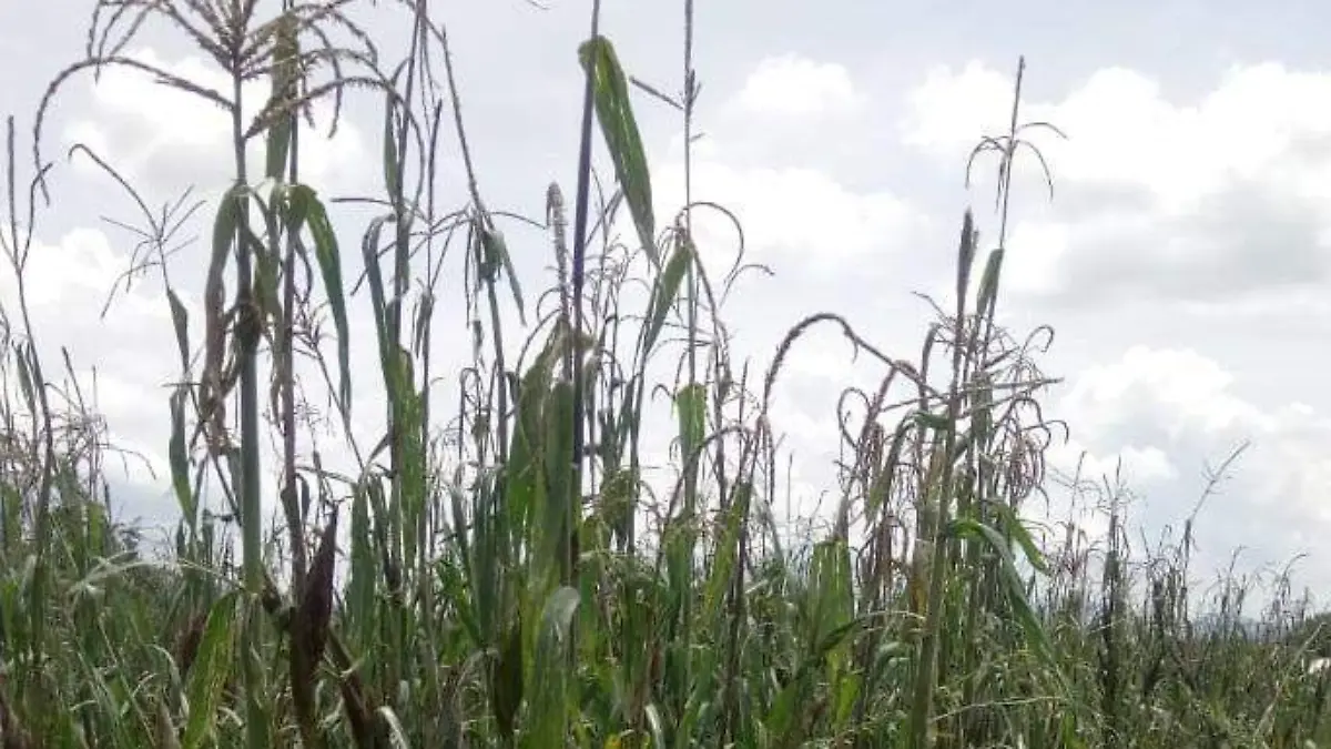 En hectáreas de sistema de riego se roban los elotes.