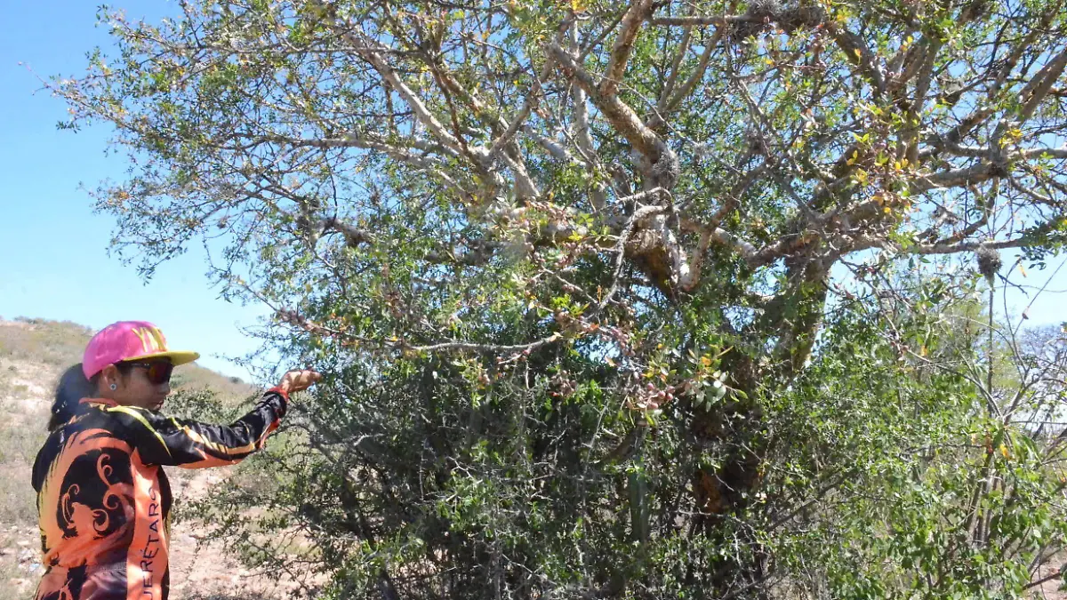 Quieren que se proteja la fauna y flora de Cerro Grande.  Foto Luis Luévanos.