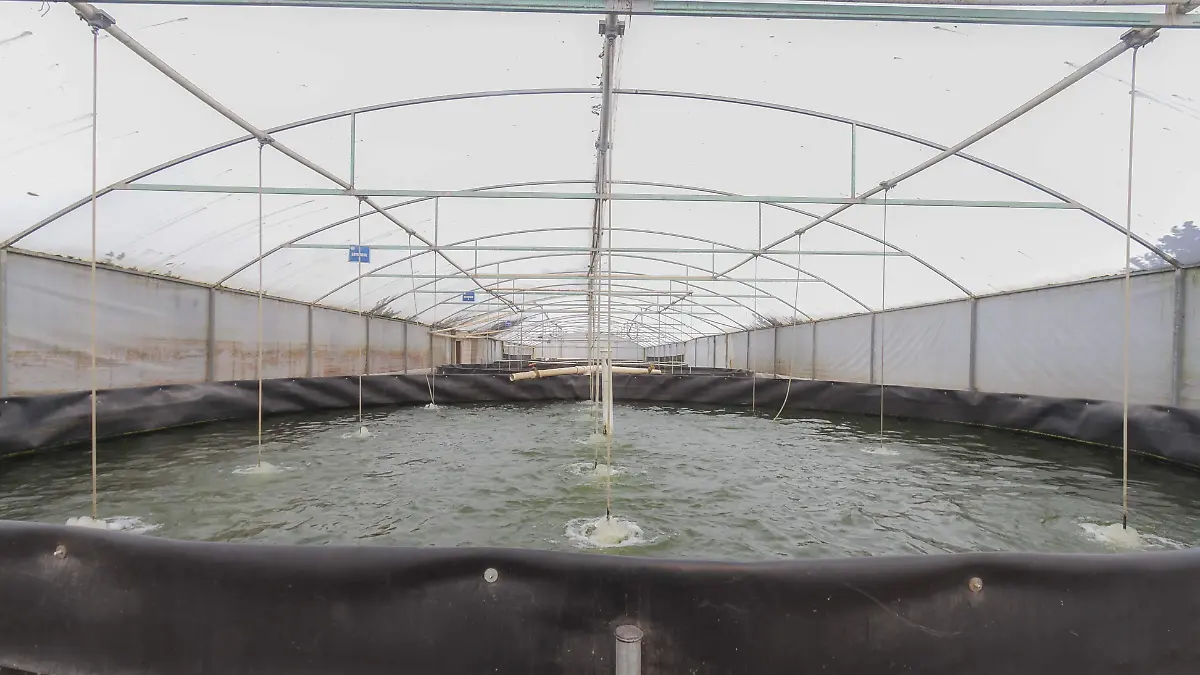 La acuacultura tiene crecimiento exponencial en el estado. Foto César Ortiz