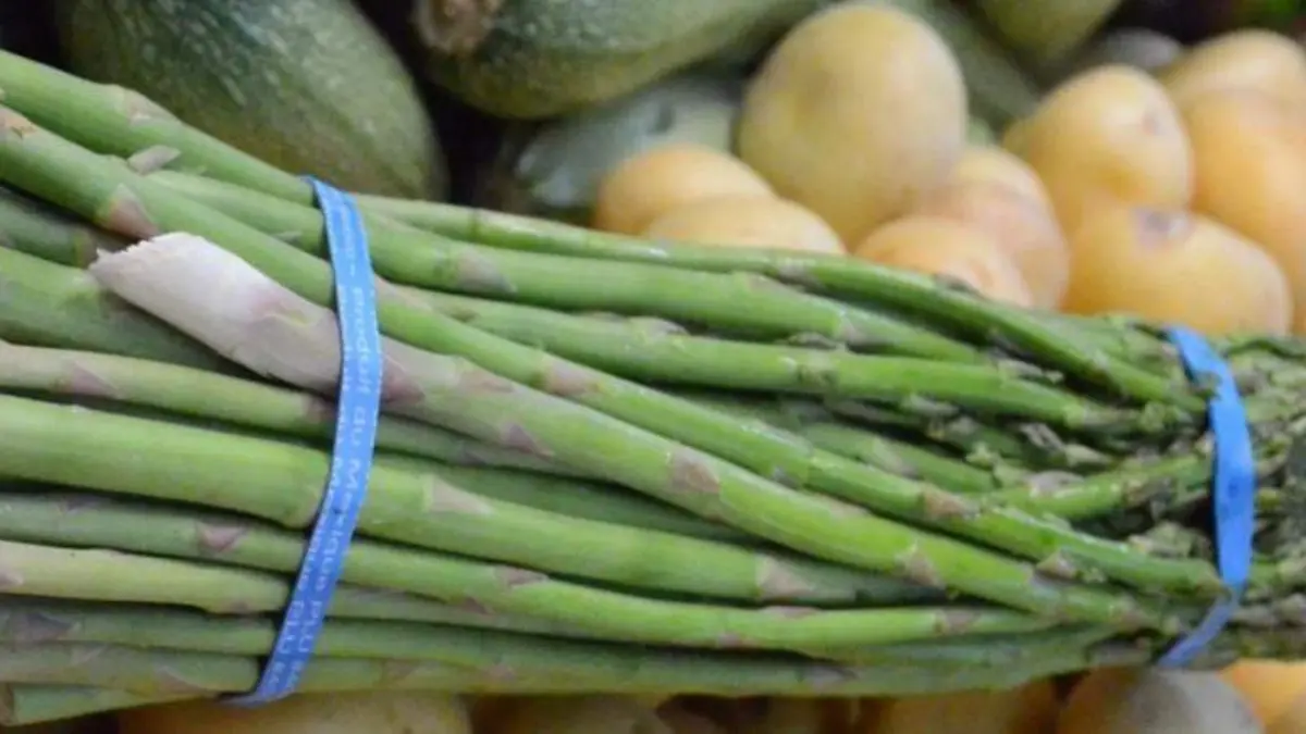 Disminuyó la producción de esparrago en San Juan del Río por la suspensión de apoyos de