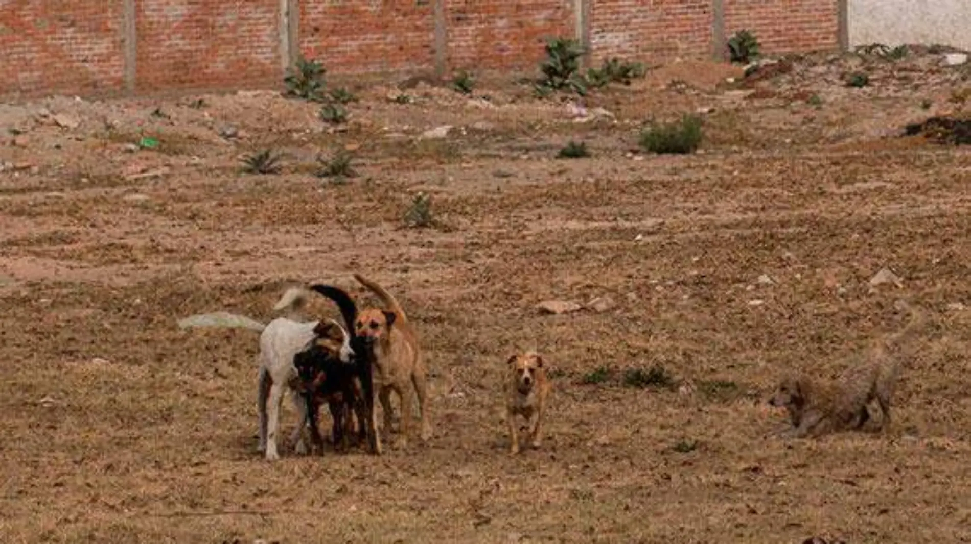 perros