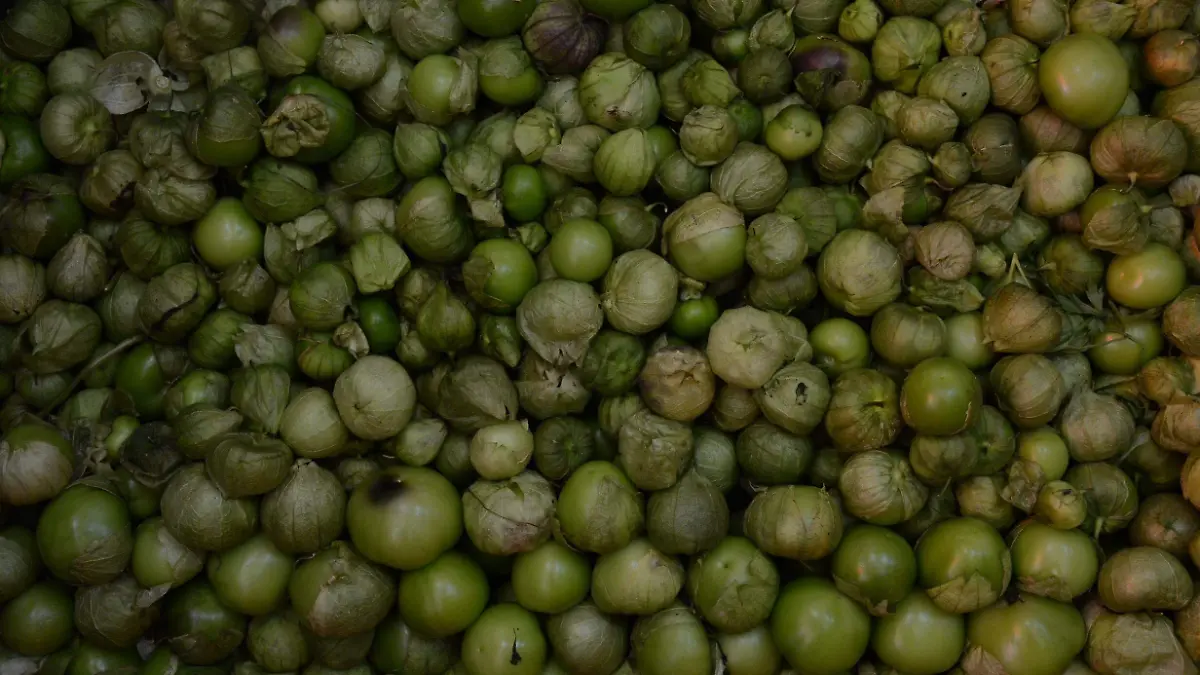 En San Jun del Río se producirá tomate verde con el fin de aprovechar las zonas de