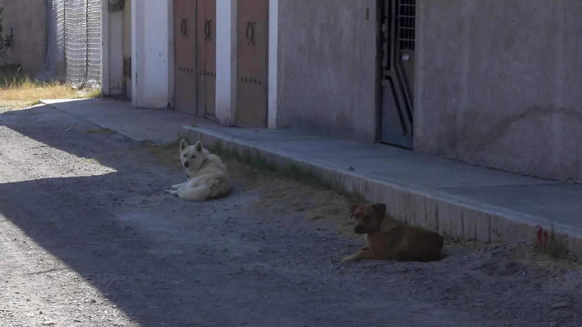 Indicó que con mayor frecuencia en perros de la calle. Foto César Ortiz. El Sol de San Juan del Río.