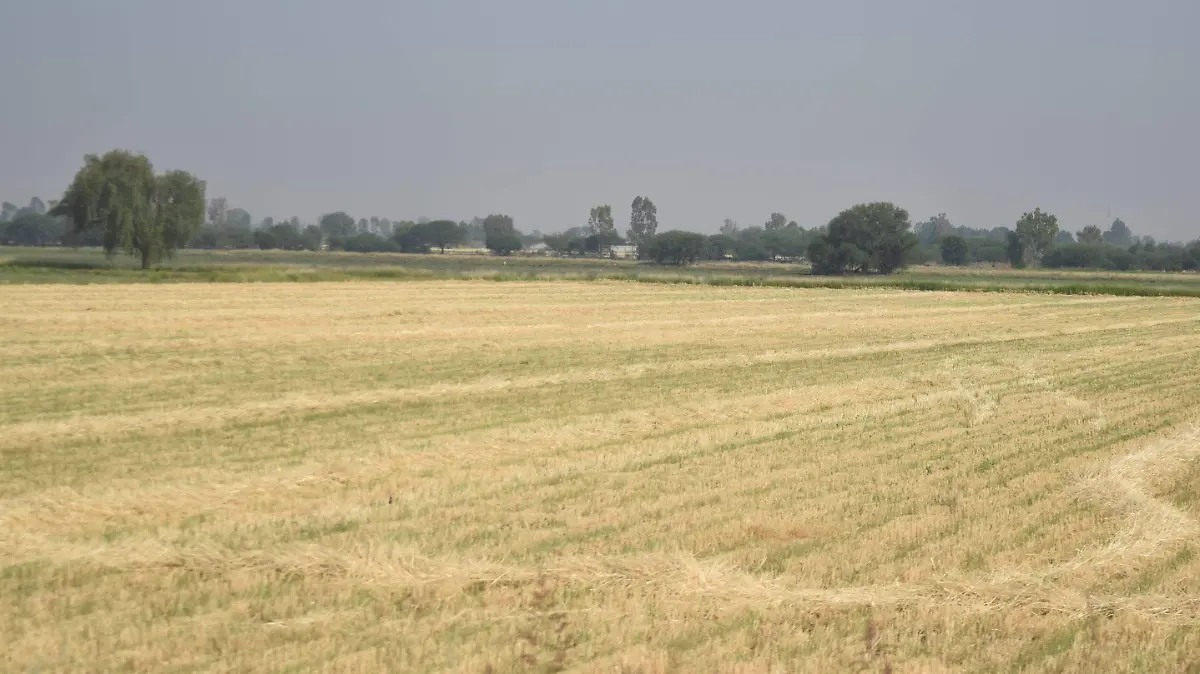 Se programaron 900 hectáreas de cebada grano en el campo de San Juan del Río por lo que