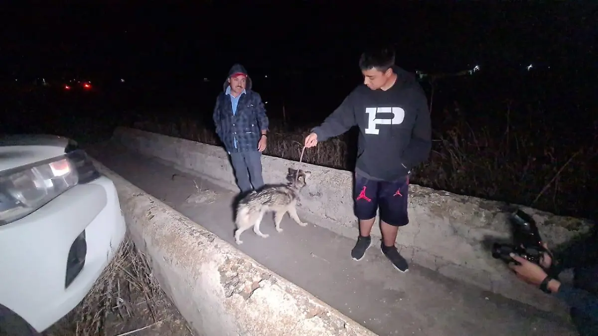 Rescate perrita