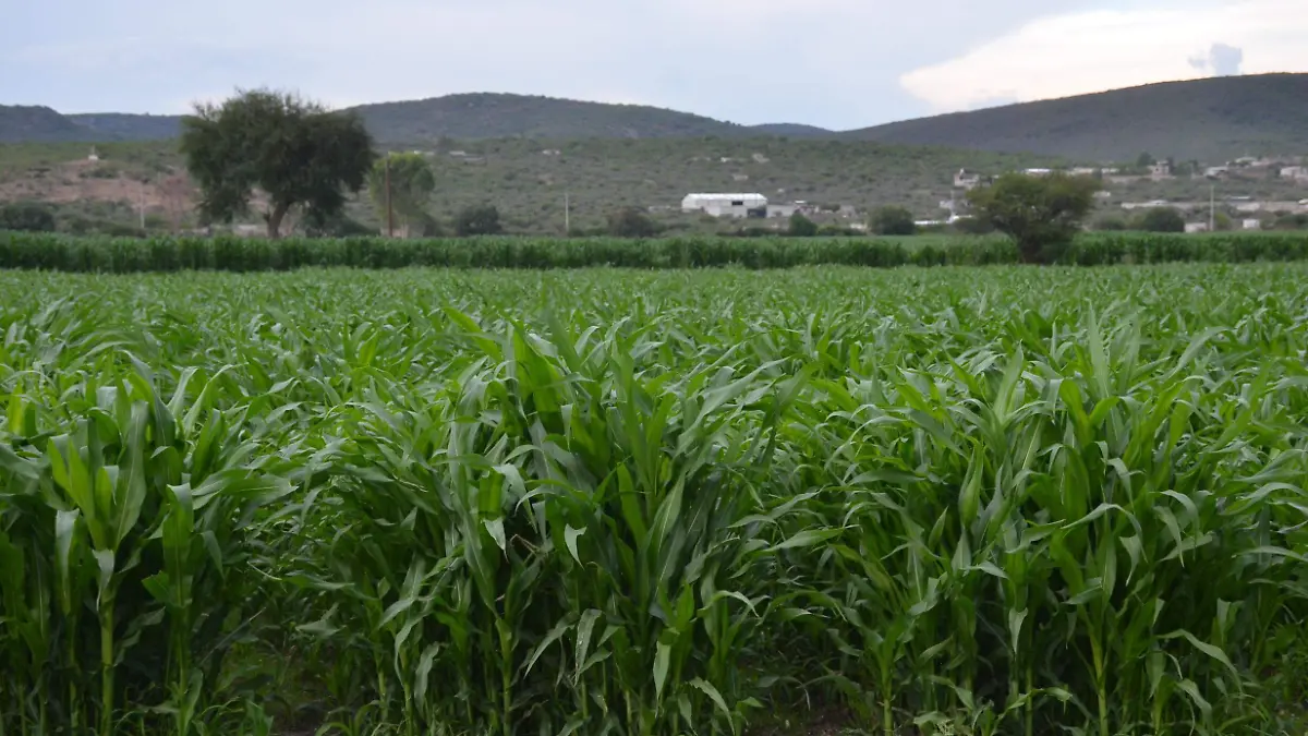 Buscar incentivar al campo local. Foto Dolores Martínez.