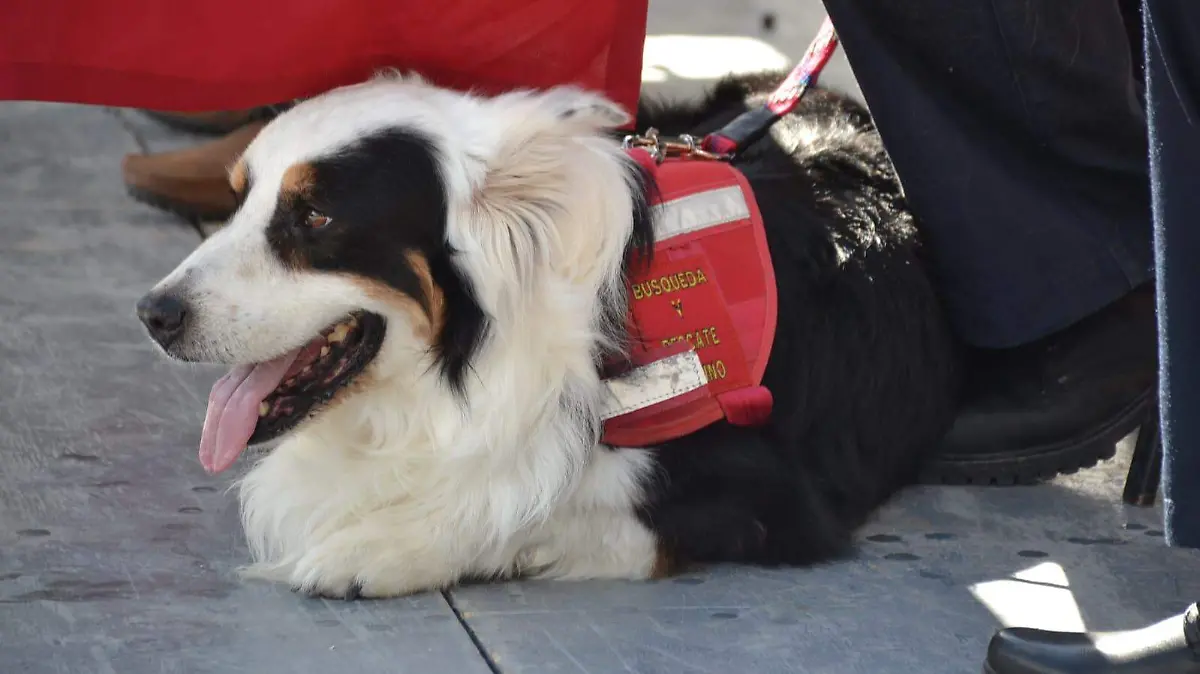  perro rescatista llamado “Zorro”