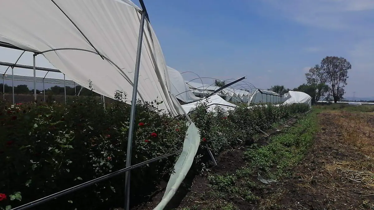 Tuneles y macrotuneles de rosas de la comunidad de El Organal registraron afectaciones por
