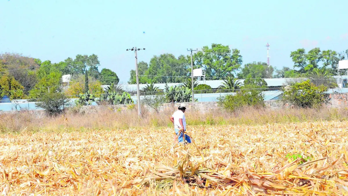 SJR Ante la falta de_CMYK