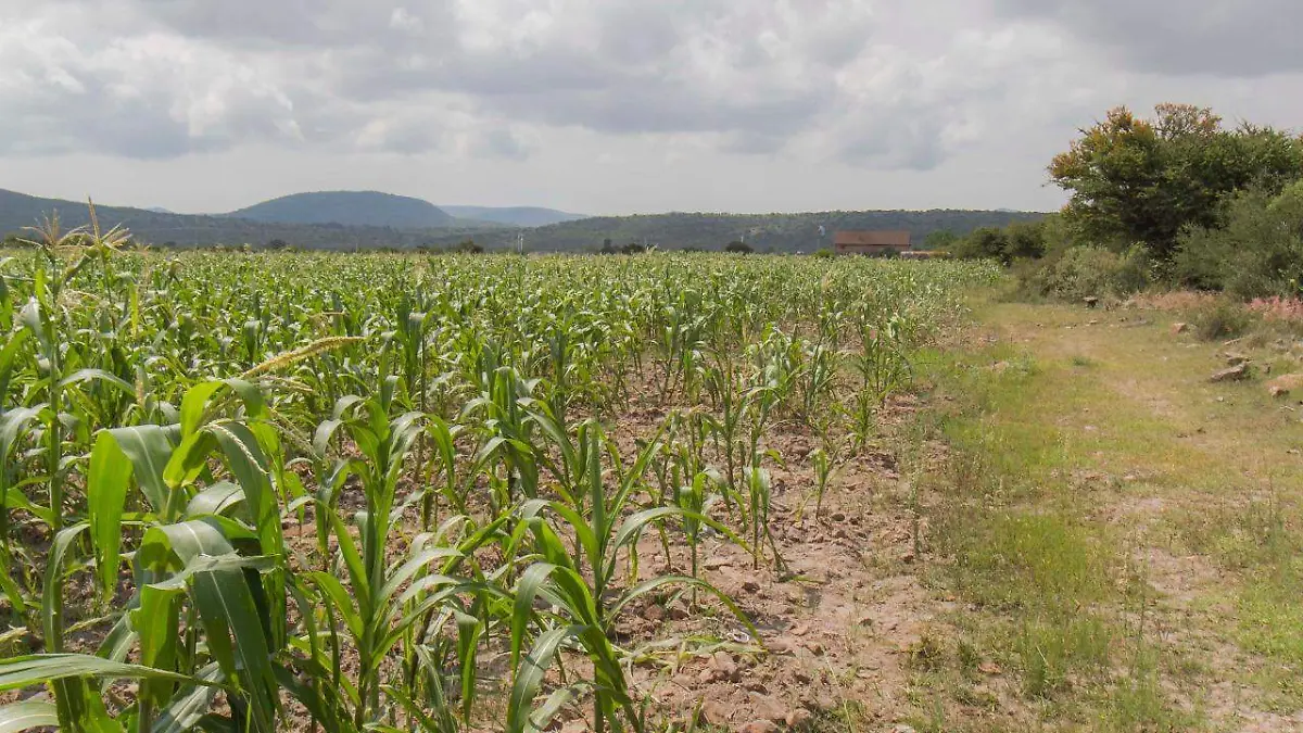 SJR Productores