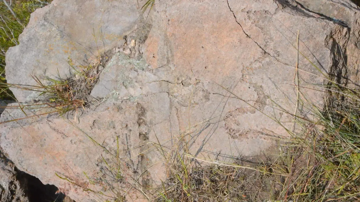 Los petroglifos encontrados en Pedro Escobedo tienen una variedad en caracoles y
