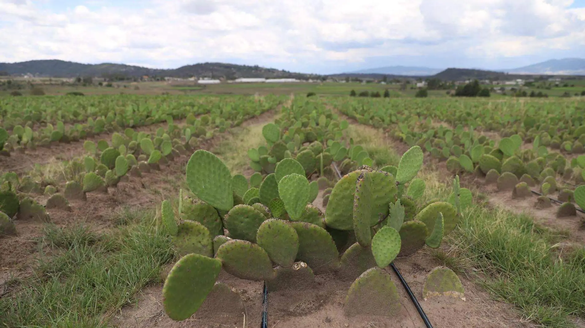 Nopal