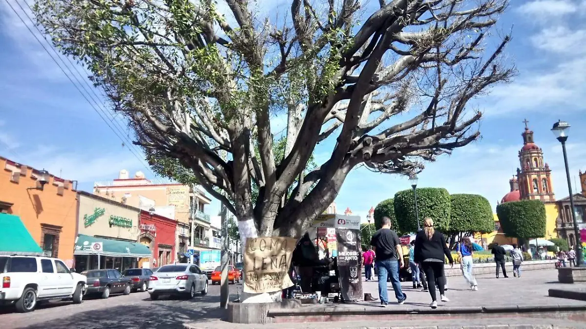 La mayoría de las ramas lucen secas.  Foto Monsetrrat García  El Sol de San Juan del Río.