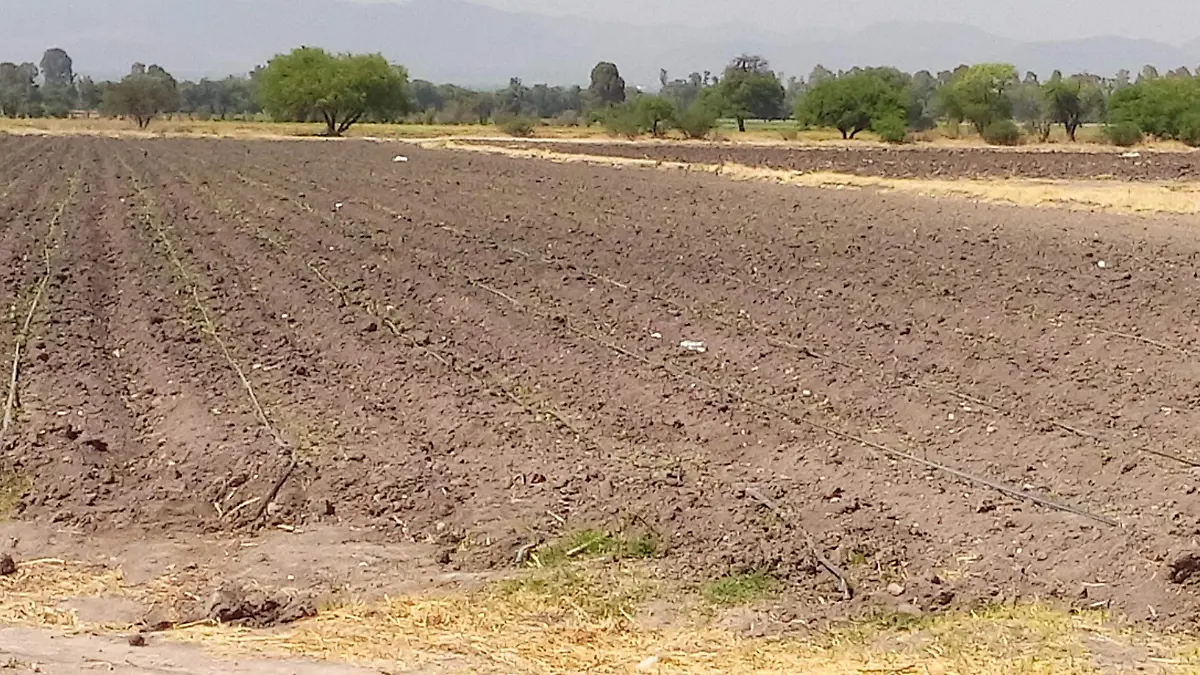 Los cultivos de San Juan del Río empiezan a registrar abandono por la falta de