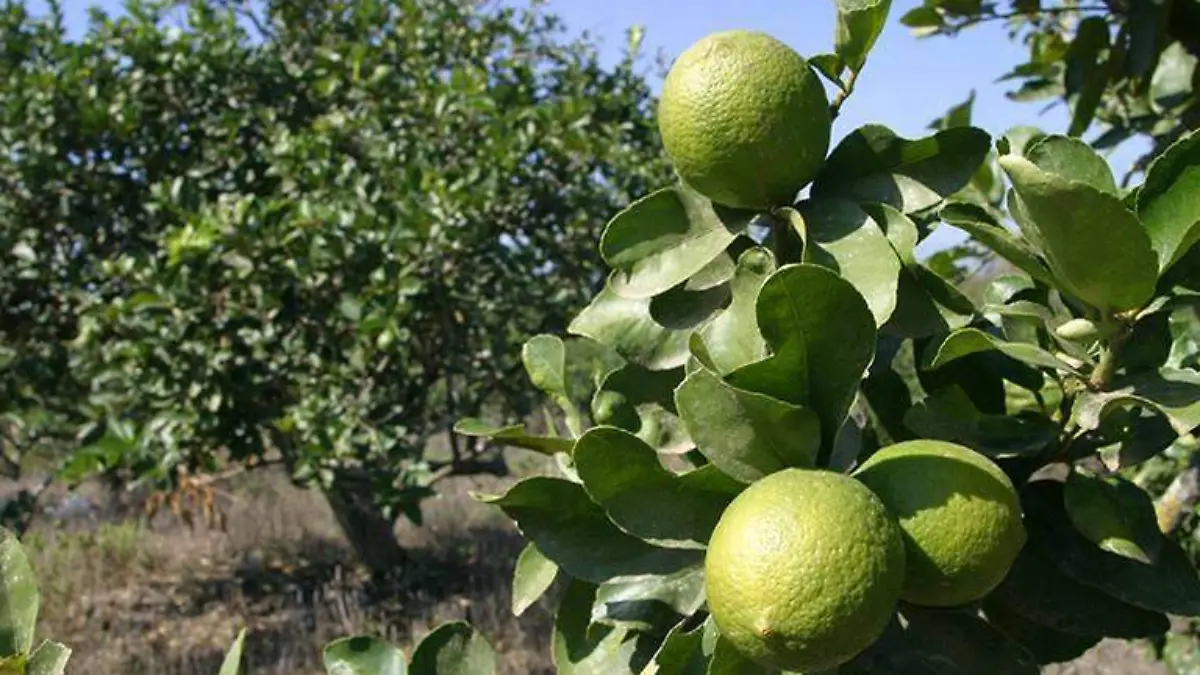 limon