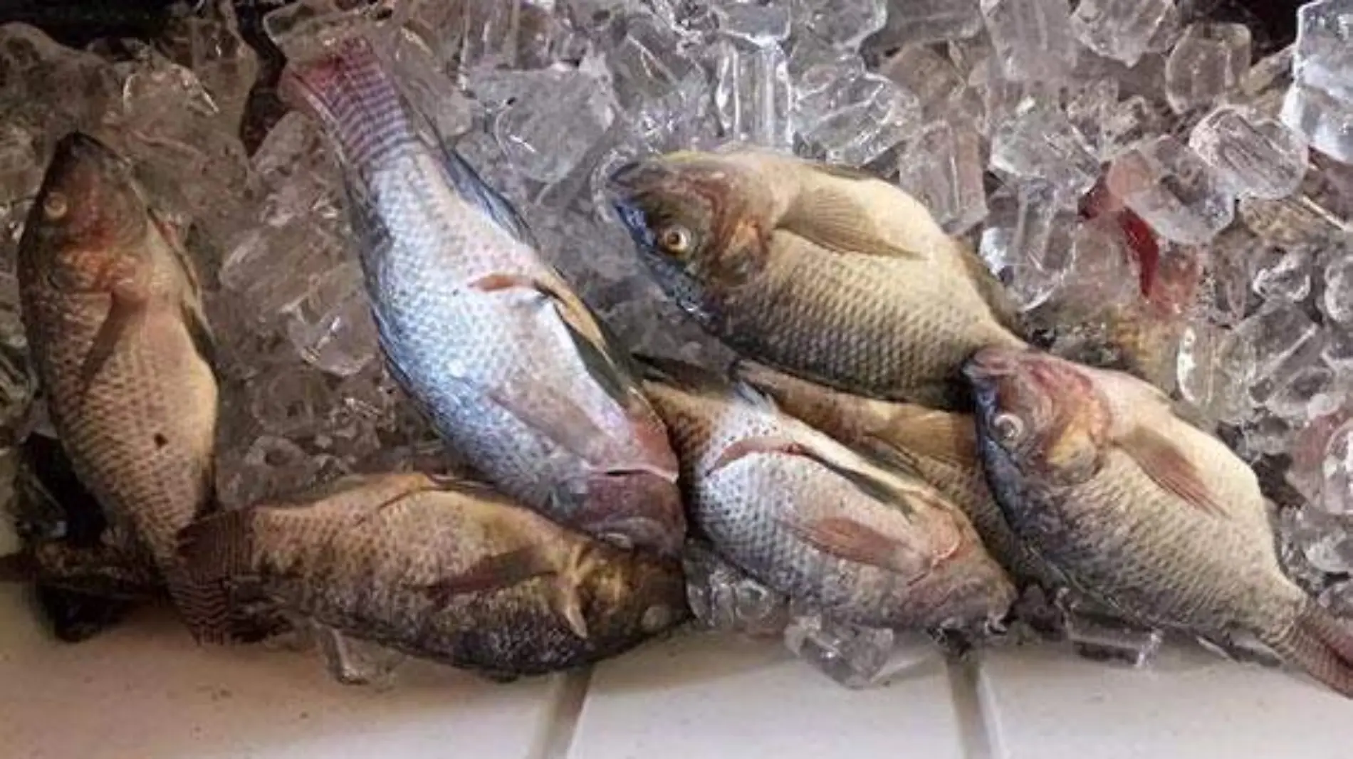 mojarras